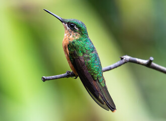 hummingbird on a twig