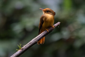 Endangered Flycatcher