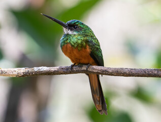 beaked bird perched on branch