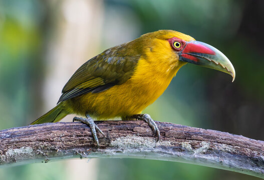 saffron toucanet