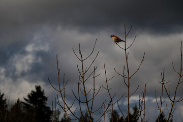 An American Kestrel perched on a bare tree, with a storm cloud looming in the background