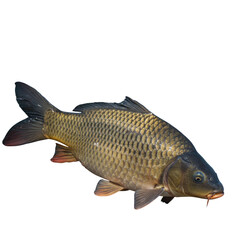 Fototapeta premium Carp Fish on high quality transparent background png