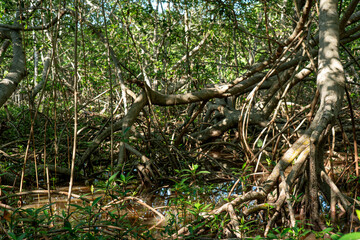 The roots of mangroves where there is a habitat that serves as a refuge for many growing species