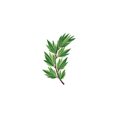 Minimalist flat illustration of a pine branch with green needles in a clean and simple design on white