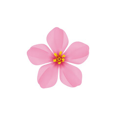 Close up of a soft pink cherry blossom in full bloom with five petals and a yellow center isolated on a white background
