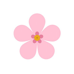 Close up of a soft pink cherry blossom in full bloom with five petals and a yellow center isolated on a white background