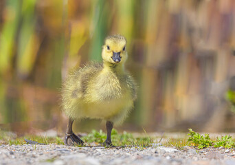 A Goslings First Steps