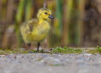 A Gosling's First Steps