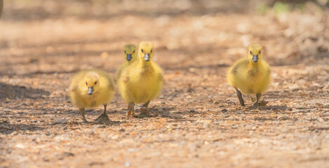 Goslings At The Marsh