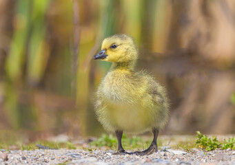 A Goslings First Steps