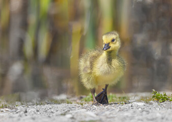 A Goslings First Steps