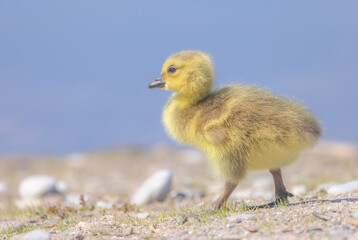A Gosling's First Steps