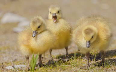 Goslings At The Marsh