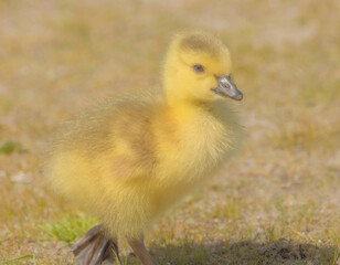 Close Up Of Gosling