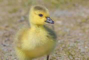 Close Up Of Gosling