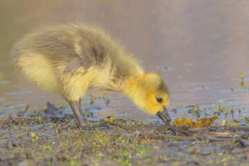 Canada Goose (Gosling) At The Marsh