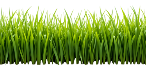 Realistic green grass isolated on white. Fresh green grass isolated over a transparent background. ecology freshness field lawn. mockup template. Natural spring summer decoration design elements, PNG 