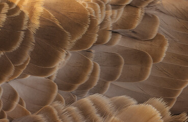 Close Up Of Goose Feathers