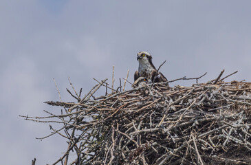 An Osprey With Its Young