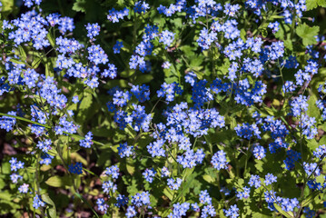 Fototapeta premium Blue forget-me-not flowers in the garden.