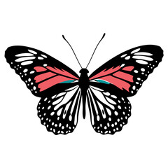Fototapeta premium Butterfly with colored wings, black and white design