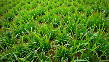 Obraz premium Lush green turf grass texture, natural patterns, outdoor serenity