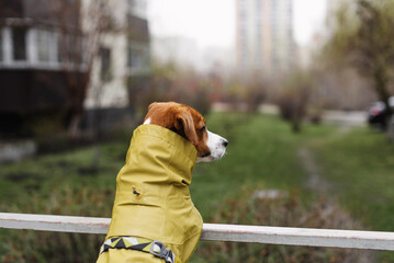 Adorable Jack Russell Terrier dog wearing a raincoat walks outdoors on a cloudy rainy day