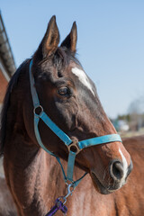Fototapeta premium Close-up of a beautiful brown horse with a blue halter standing in the sun. The animal looks alert and calm, with a rural background. Perfect for equestrian, farming, and nature themes.