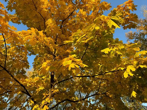 Fall maple tree yellow leaves in autumn park 