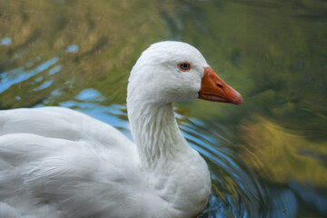 wild ducks swimming in lake wildlife landscape portrait
