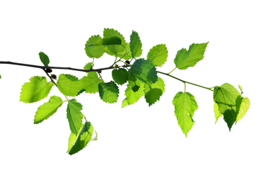 Mulberry Branch Isolated on a Transparent Background PNG	

