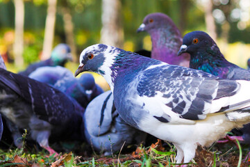 Colorful pigeons gather in a vibrant park setting, showcasing their unique plumage and lively interactions in the warm afternoon sunlight