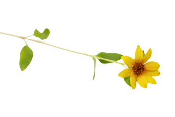 Bidens pilosa flower Isolated on a Transparent Background PNG	
