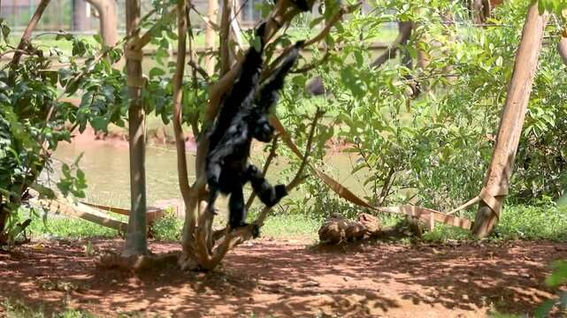video of a spider monkey (Ateles spp.) gracefully swinging from tree branches. Their agile movements and playful nature highlight the beauty of the rainforest.