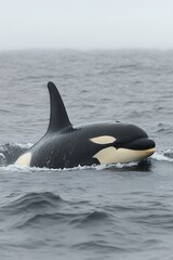 Obraz premium Orca whale surfacing in ocean.