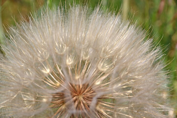 Obraz premium Close up of a dandelion seed head