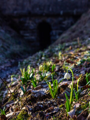 snowdrop and tunnel on the ground