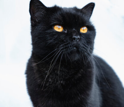Close up of a black cat with orange eyes isolated over white background