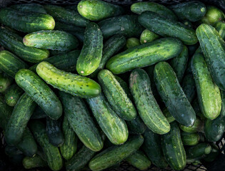 Close-up of a large number of fresh green cucumbers