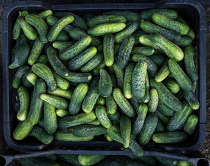 Close-up of a large number of fresh green cucumbers