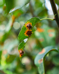 detail of rust of juniper also known as trellis rust of pear