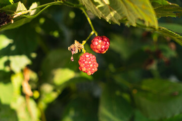 close-up on red raspberries growing on a bush