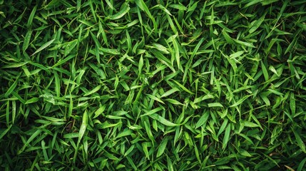 Obraz premium Green moss texture in nature