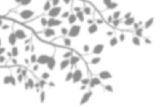 Soft shadow from tree branches and leaves on white background, blurred silhouette