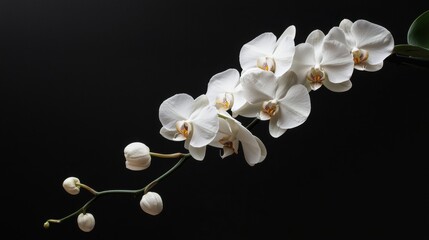 beautiful white orchid branch over black background.