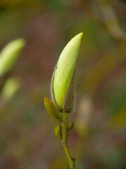 Bud of a magnolia flower preparing to bloom during spring season in a natural garden setting
