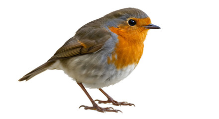 Fototapeta premium Robin isolated on white background