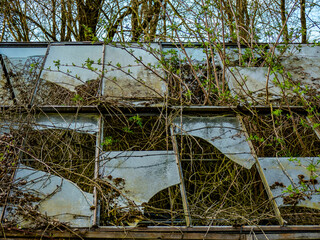 V&ouml;llig besch&auml;digtes und zugewachsenes altes Gew&auml;chshaus