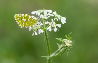 photos of wildlife, insects and butterflies