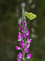 photos of wildlife, insects and butterflies